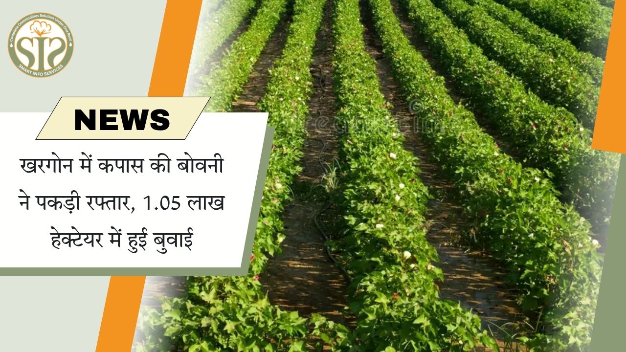खरगोन में कपास की बुवाई ने पकड़ी रफ्तार, 1.05 लाख हेक्टेयर में हुई खेती