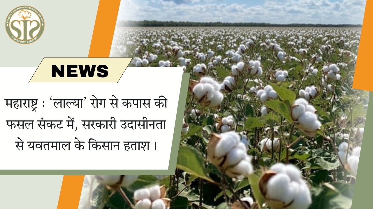महाराष्ट्र में ‘लाल्या’ रोग से कपास संकट, किसान परेशान