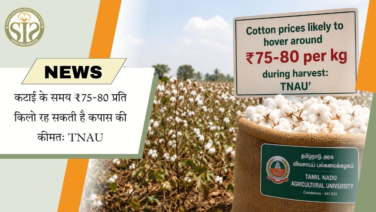कपास की कीमतें फसल कटाई के दौरान ₹75-80 प्रति किलो रहने की संभावना: TNAU