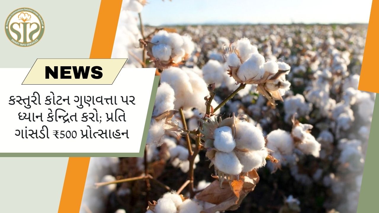 કસ્તૂરી કપાસની ગુણવત્તા પર ભાર