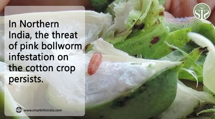 The cotton crop in North India is facing the threat of pink bollworm attack.