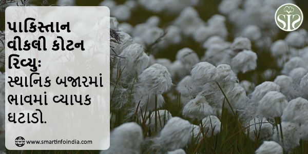 પાકિસ્તાન વીકલી કોટન રિવ્યુઃ સ્થાનિક બજારમાં ભાવમાં વ્યાપક ઘટાડો.