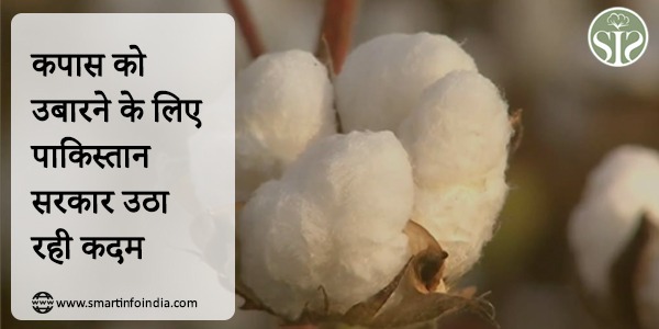 Pakistan government is taking steps to revive cotton