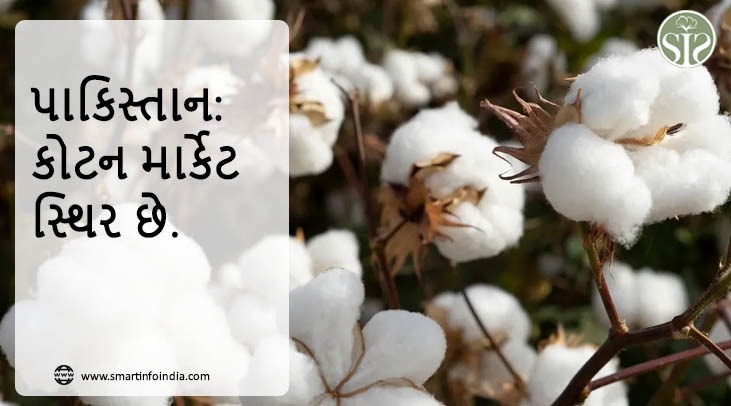 પાકિસ્તાન: કોટન માર્કેટ સ્થિર છે