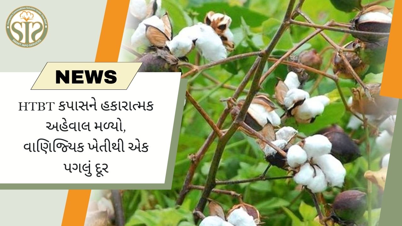 HTBT કપાસ: વ્યાપારી ખેતીની નજીક