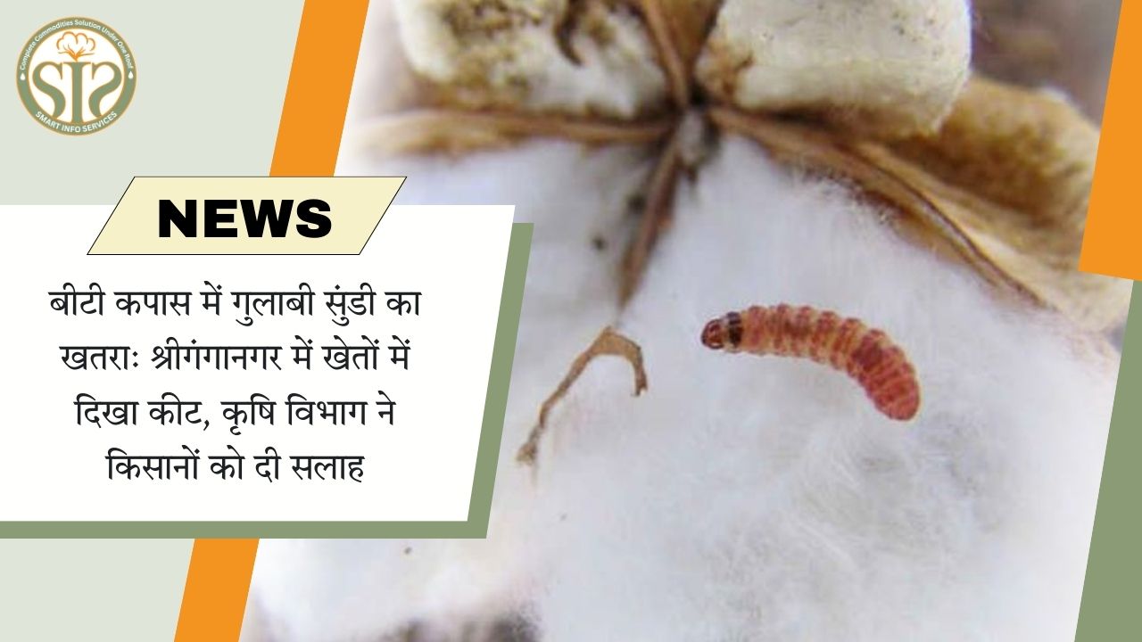 श्रीगंगानगर में बीटी कपास पर गुलाबी सुंडी का खतरा, किसानों को सलाह