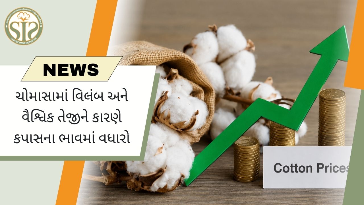 માનસૂન વિલંબ અને વૈશ્વિક તેજીથી કપાસના ભાવમાં વધારો