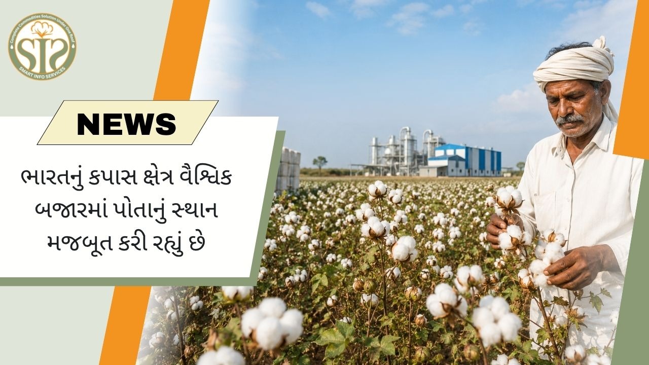 વૈશ્વિક કપાસ બજારમાં ભારતની સ્થિતિ મજબૂત, ઉત્પાદન અને વપરાશમાં બીજા ક્રમે