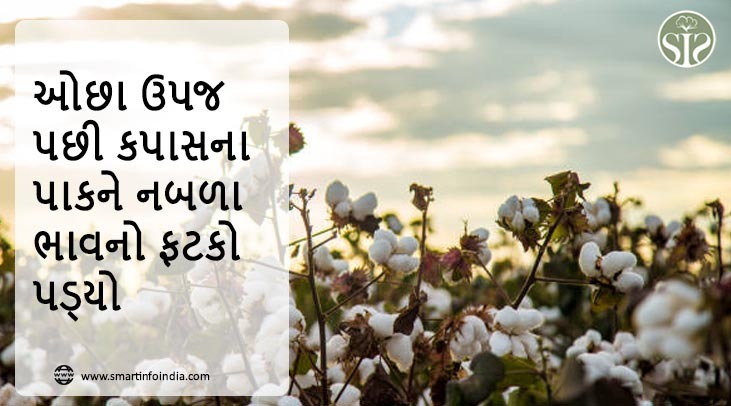 નીચા ઉપજ પછી ભાવ કપાસના પાકને ફટકો!
