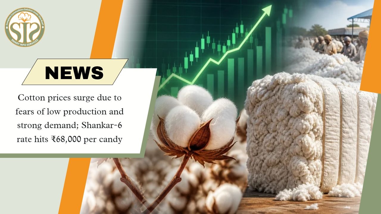 Cotton Prices Surge on Supply Concerns