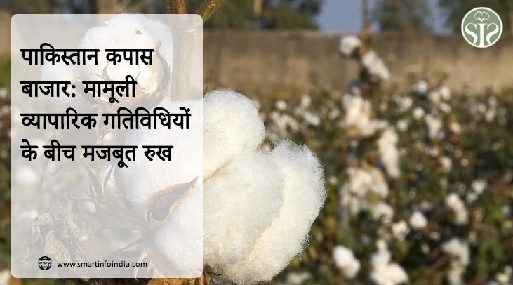 पाकिस्तान : कपास बाजार: मामूली व्यापारिक गतिविधियों के बीच मजबूत रुख