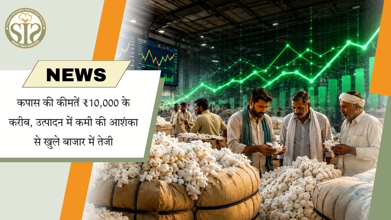 जलगांव में कपास के भाव ₹10,000 प्रति क्विंटल के करीब