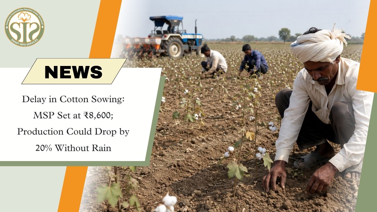Cotton Sowing Delay Raises Concerns