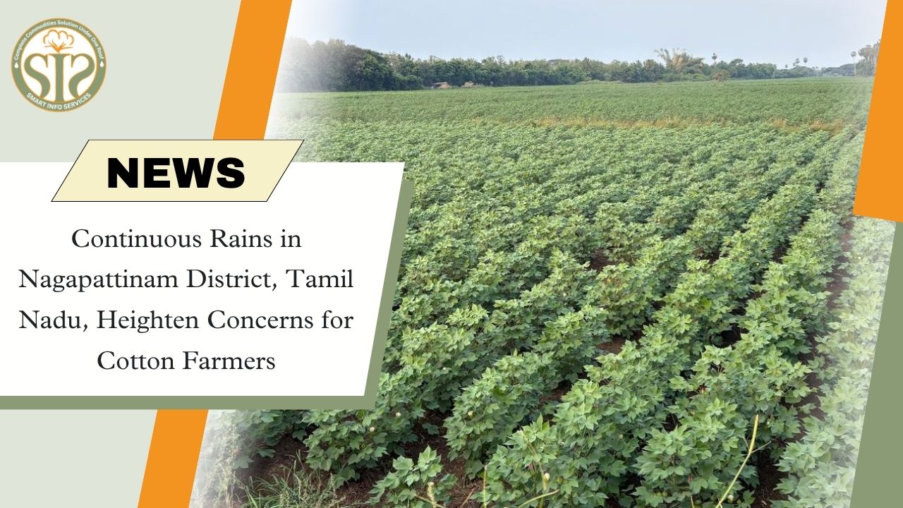 Tamil Nadu: Farmers Concerned Over Continuous Rain in Nagapattinam District
