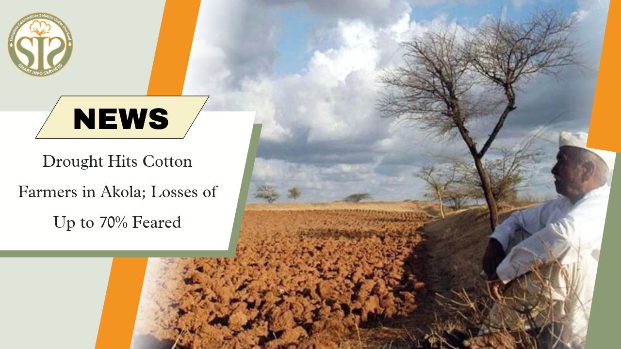 Akola Cotton Farmers Fear 70% Losses