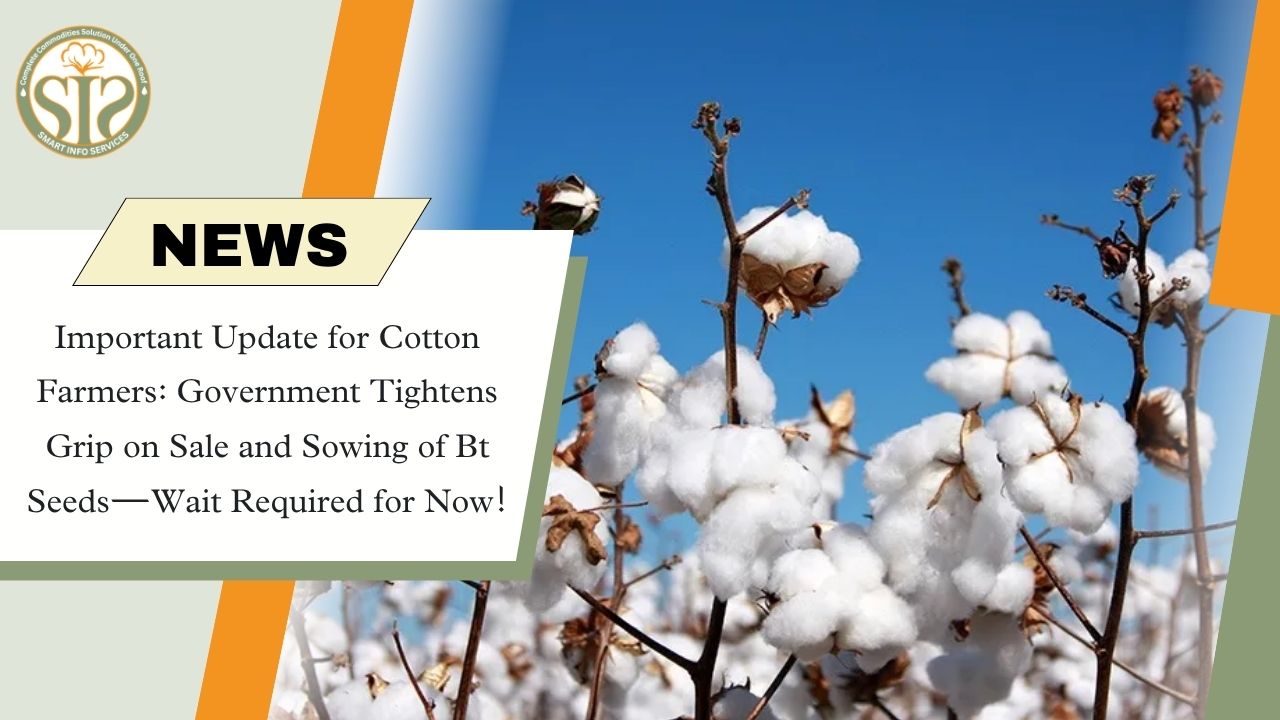Government Cracks Down on BT Cotton Seed Sales; Waiting Before Sowing Is Mandatory!