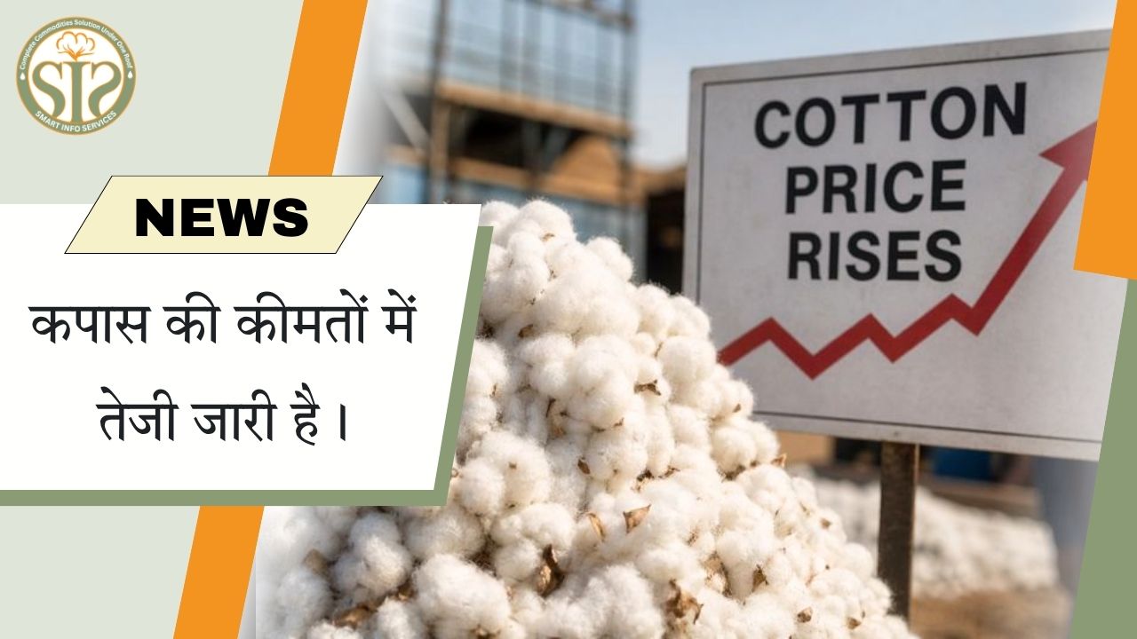 कपास की कीमतों में लगातार तेजी, बाजार में बढ़ा दबाव
