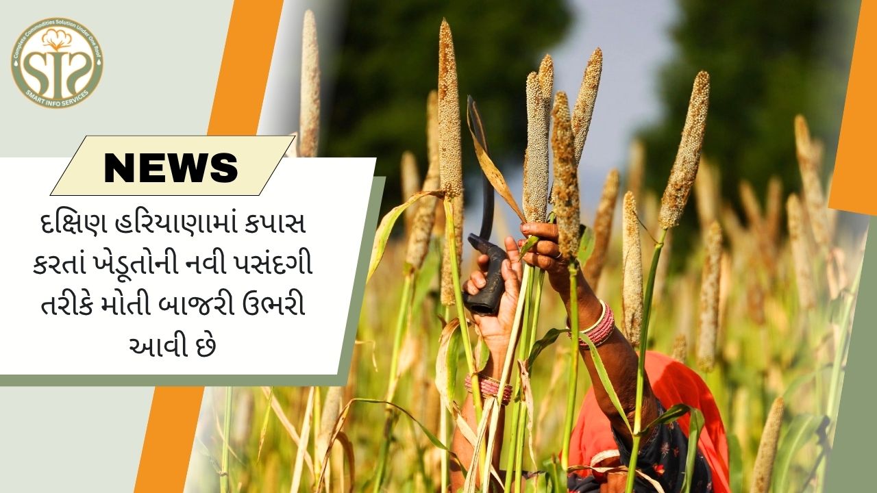 દક્ષિણ હરિયાણામાં કપાસને પાછળ છોડી બાજરી ખેડૂતોની નવી પસંદ બની