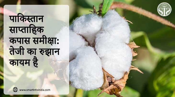 पाकिस्तान साप्ताहिक कपास समीक्षा: तेजी का रुझान कायम है