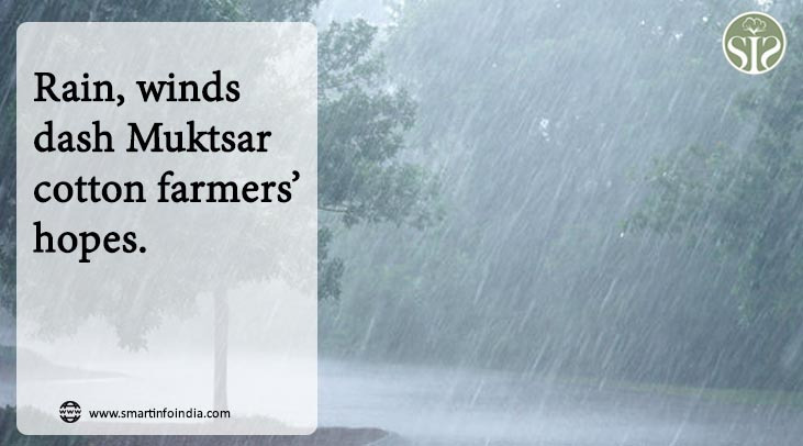 Rain, winds dash Muktsar cotton farmers’ hopes
