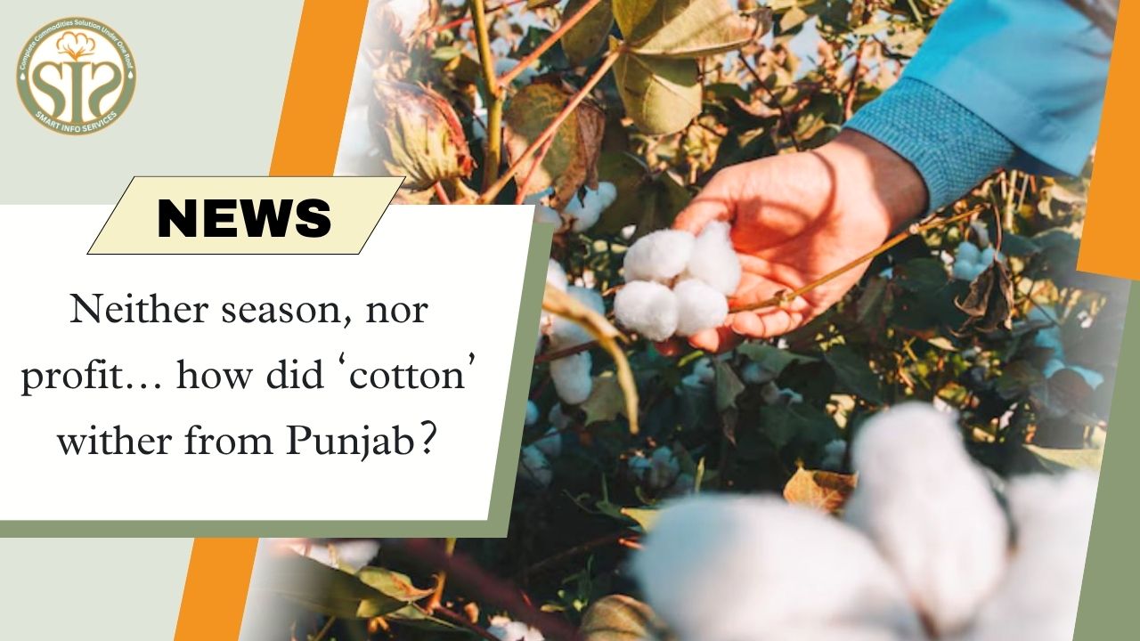 Neither season, nor profit… how did ‘cotton’ wither from Punjab?