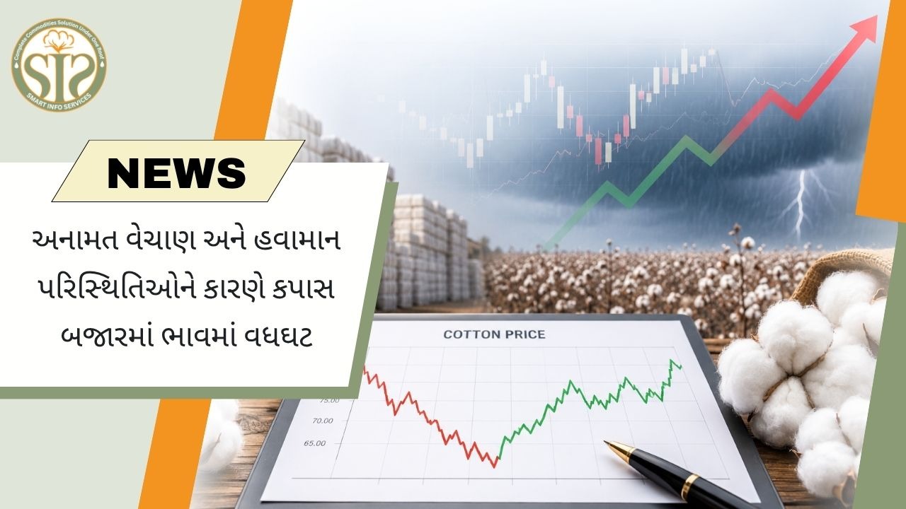 ચીનમાં કપાસના ભાવમાં અસ્થિરતા, સરકારી ભંડારના વેચાણ અને શિનજિયાંગની ગરમીની અસર
