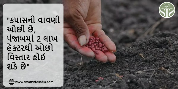 "કપાસની વાવણી ઓછી છે, પંજાબમાં 2 લાખ હેક્ટરથી ઓછો વિસ્તાર હોઈ શકે છે"
