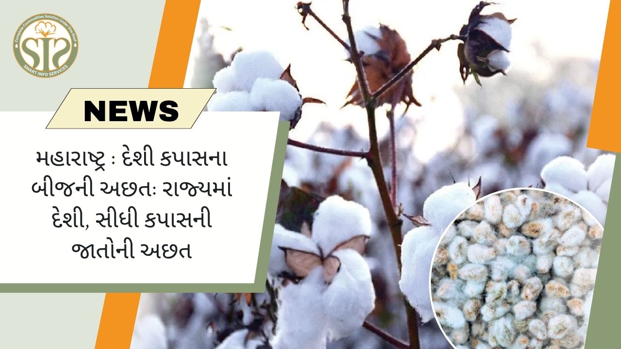 મહારાષ્ટ્ર દેશી કપાસના બીજની અછતનો સામનો કરી રહ્યું છે