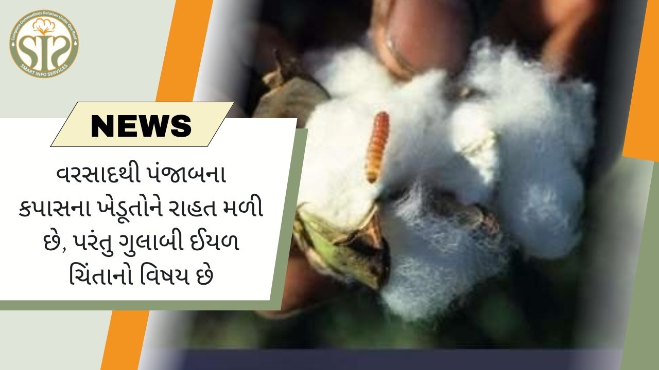 પંજાબમાં વરસાદથી રાહત, ઈયળનો ખતરો યથાવત