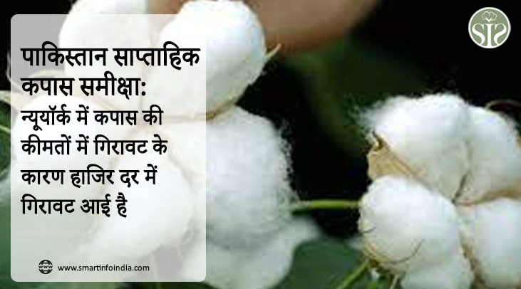 *पाकिस्तान साप्ताहिक कपास समीक्षा: न्यूयॉर्क में कपास की कीमतों में गिरावट के कारण हाजिर दर में गिरावट आई है*