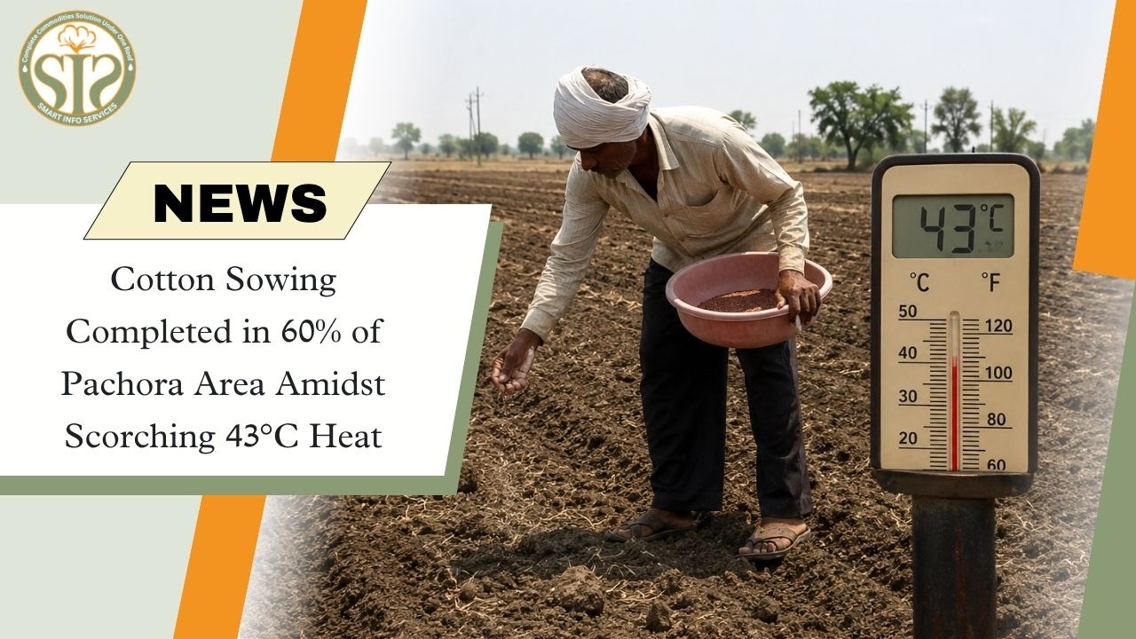 60% Cotton Sowing Completed in Pachora Despite 43°C Heat
