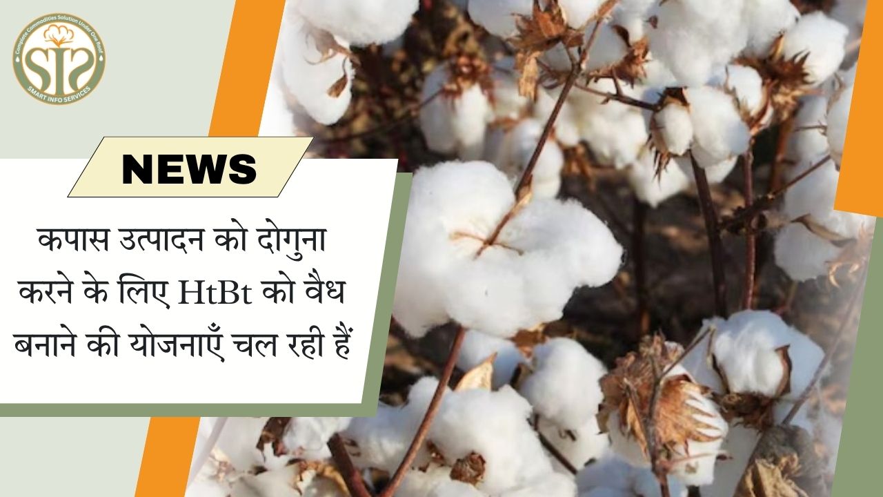कपास उत्पादन को दोगुना करने के लिए HtBt को वैध बनाने की योजना पर काम चल रहा है