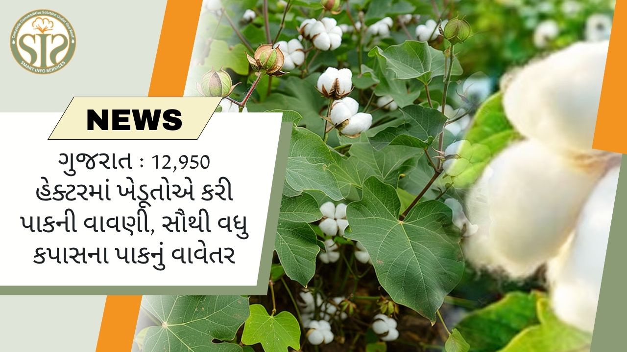 ગુજરાત : 12,950 હેક્ટરમાં ખેડૂતોએ કરી પાકની વાવણી, સૌથી વધુ કપાસના પાકનું વાવેતર
