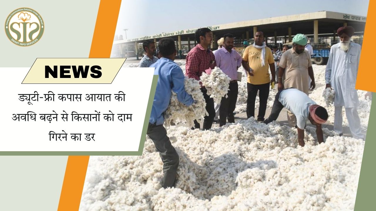 विदर्भ में कपास भाव गिरने का डर