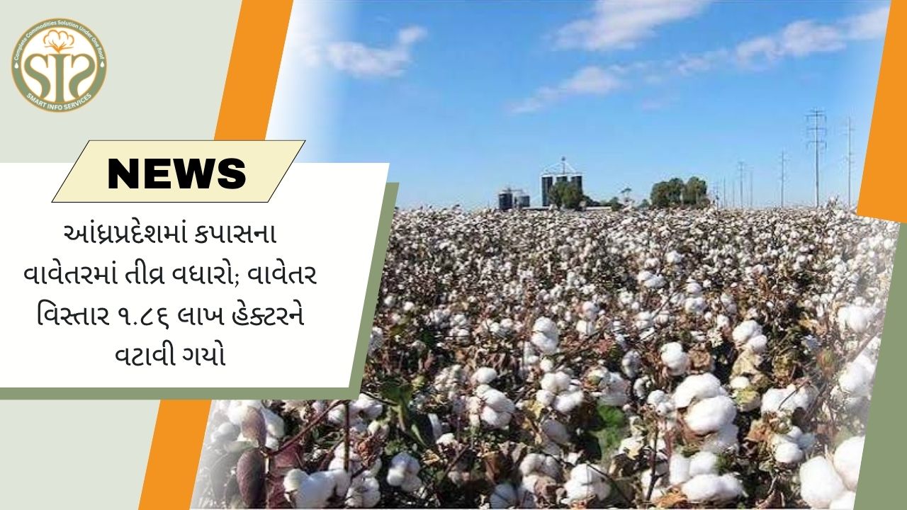 આંધ્રમાં કપાસ વાવેતર 158% વધ્યું