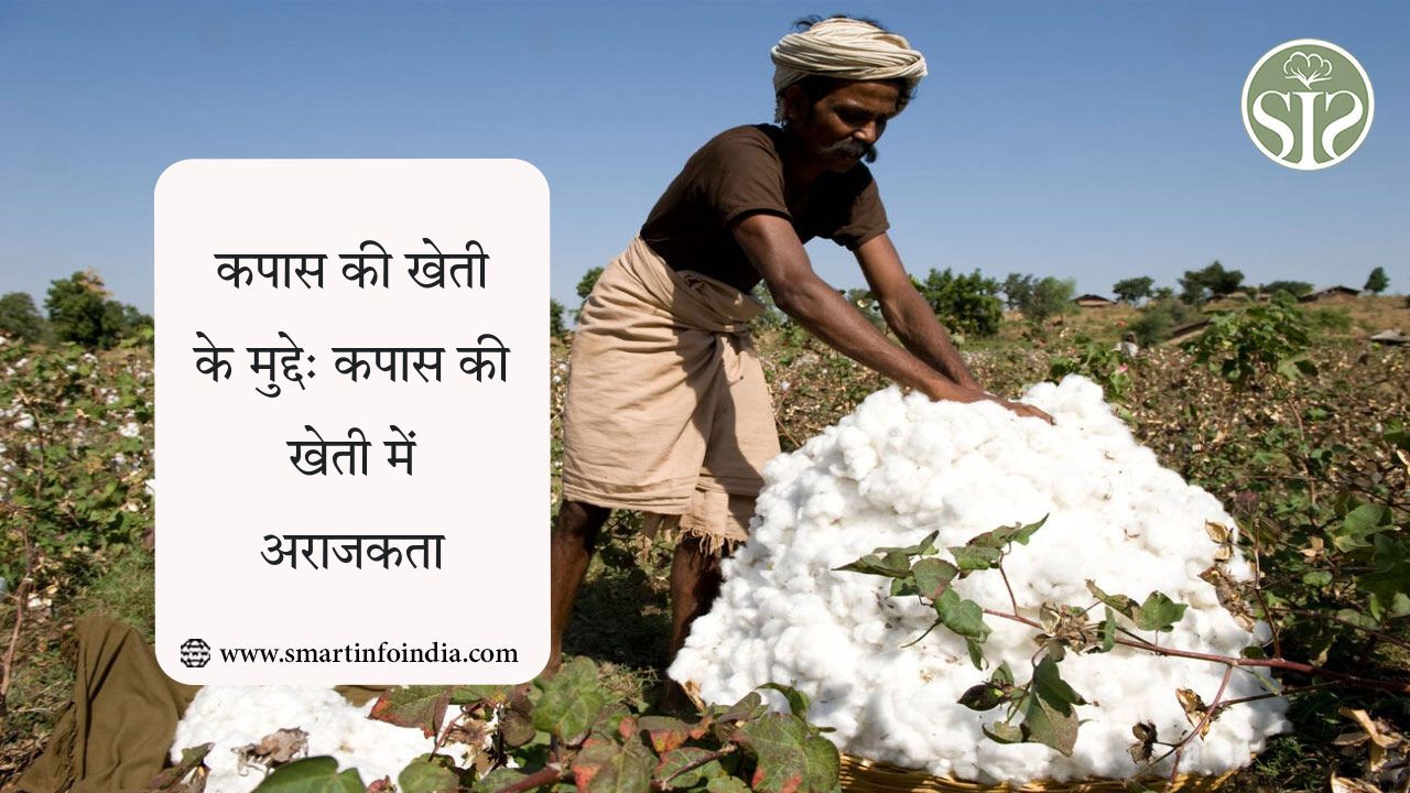 कपास की खेती के मुद्दे: कपास की खेती में अराजकता