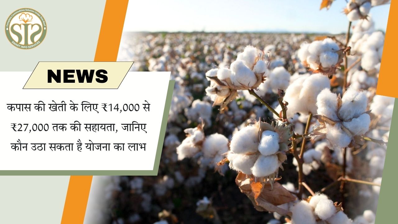 कपास की खेती पर ₹14,000 से ₹27,000 तक सहायता, जानें कौन उठा सकता है योजना का लाभ