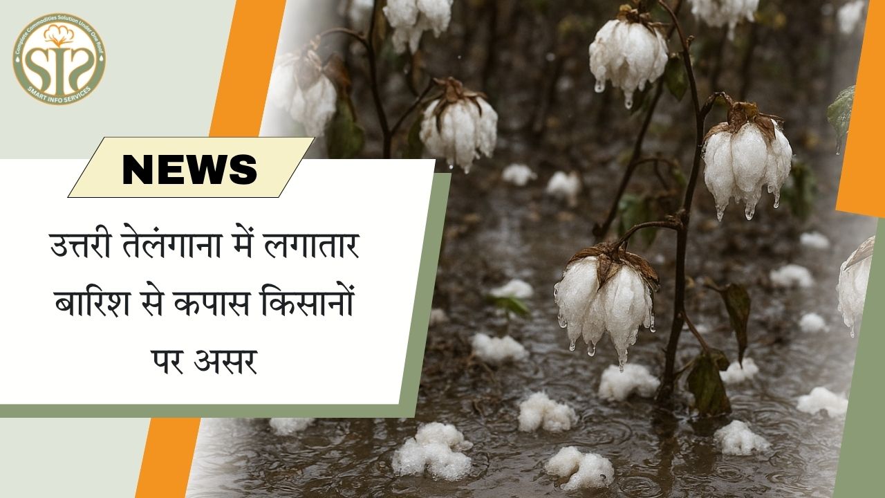 उत्तरी तेलंगाना में बारिश से कपास किसानों पर संकट