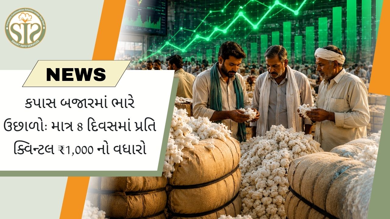 કપાસના ભાવમાં તીવ્ર ઉછાળો: 8 દિવસમાં પ્રતિ ક્વિન્ટલ ₹1,000 નો ઉછાળો