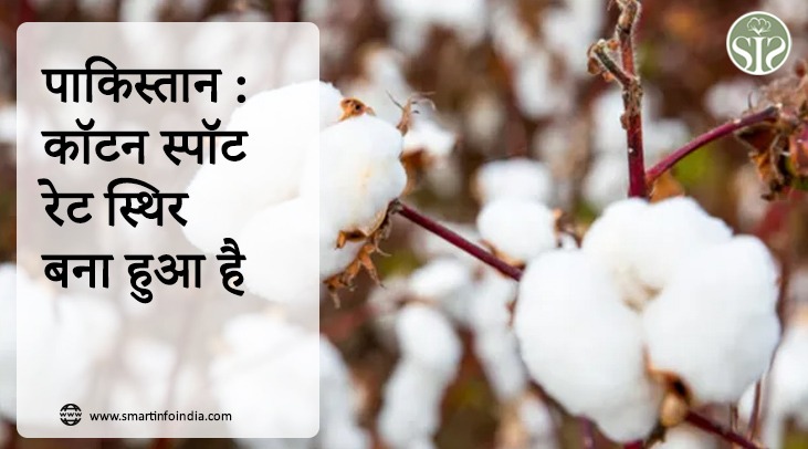 पाकिस्तान : कॉटन स्पॉट रेट स्थिर बना हुआ है