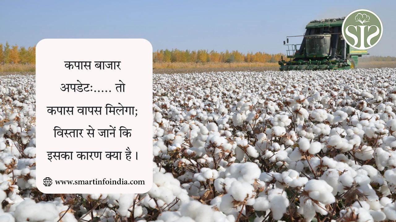 कपास बाजार अपडेट:..... तो कपास वापस मिलेगा; विस्तार से जानें कि इसका कारण क्या है।