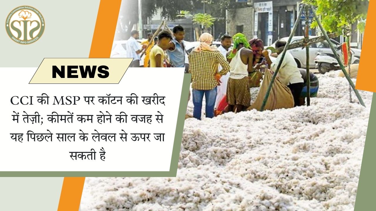 CCI की MSP पर कपास खरीद में तेजी, कीमतें पिछले साल से ऊपर जा सकती हैं