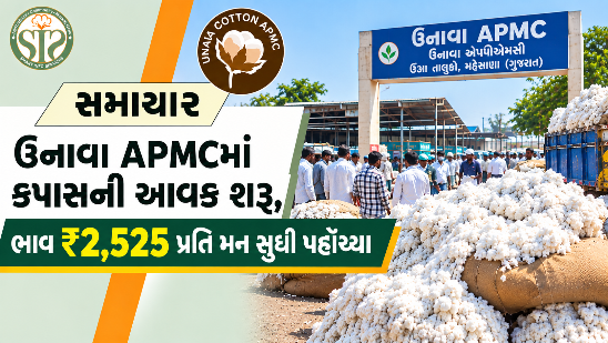 ઉનાવા APMCમાં કપાસની આવક શરૂ
