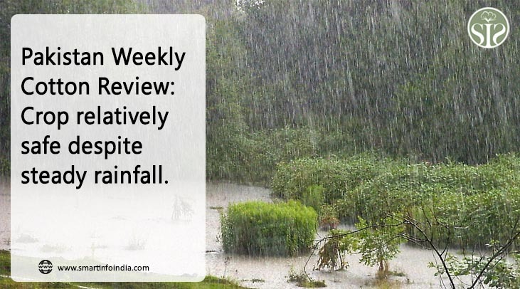 Pakistan Weekly Cotton Review: Despite steady rains, crop largely safeg