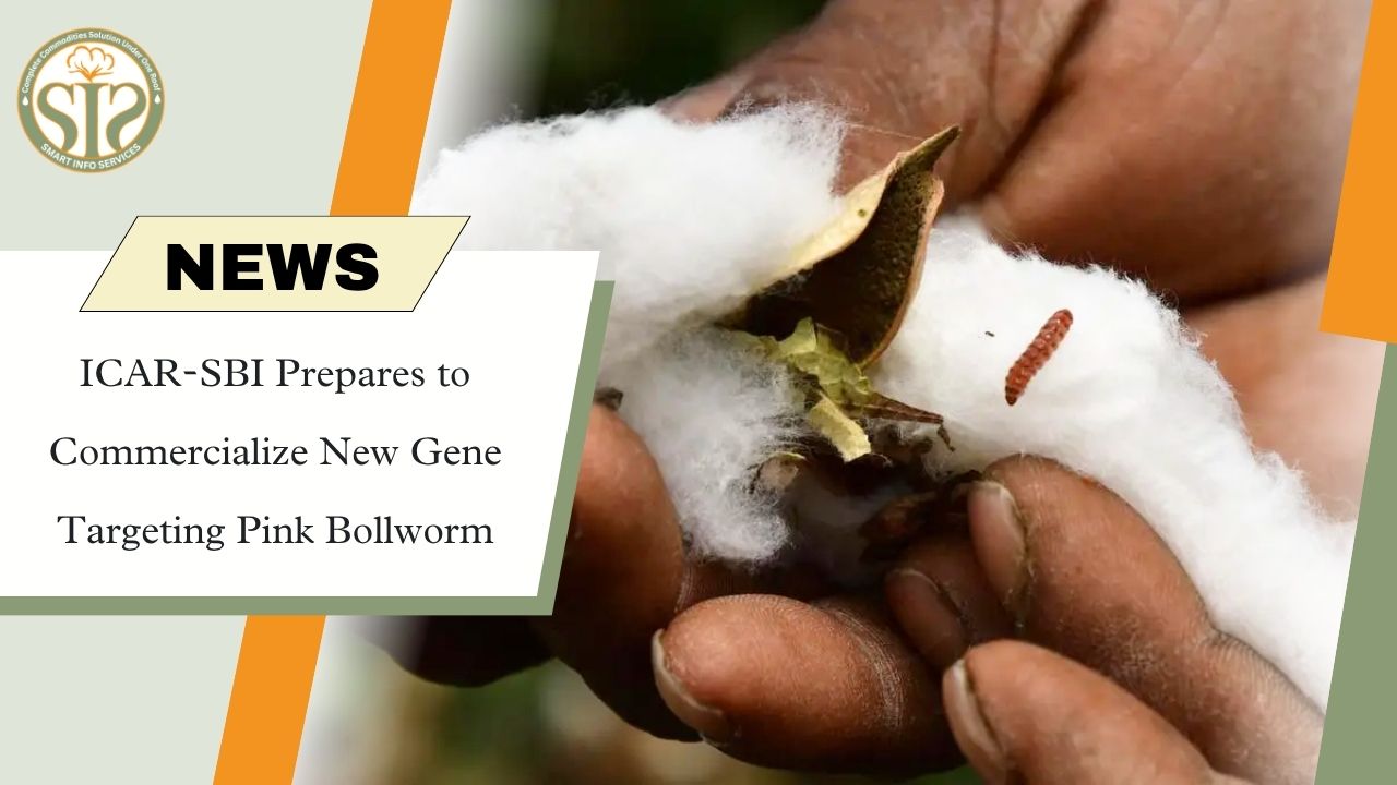 ICAR-SBI to Commercialize New Gene Targeting Pink Bollworm in Cotton by 2030