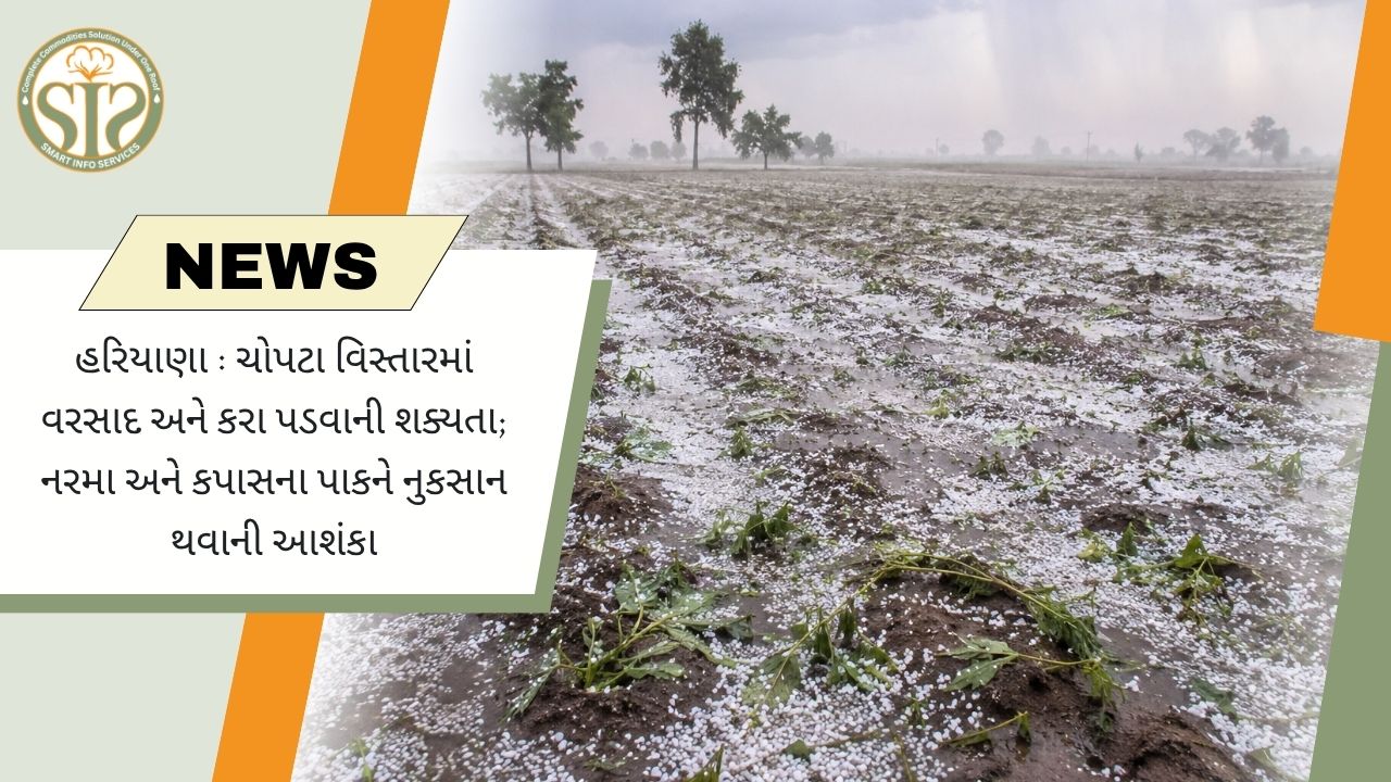 ચોપટામાં કરા પડતાં કપાસ પાકને નુકસાનની આશંકા