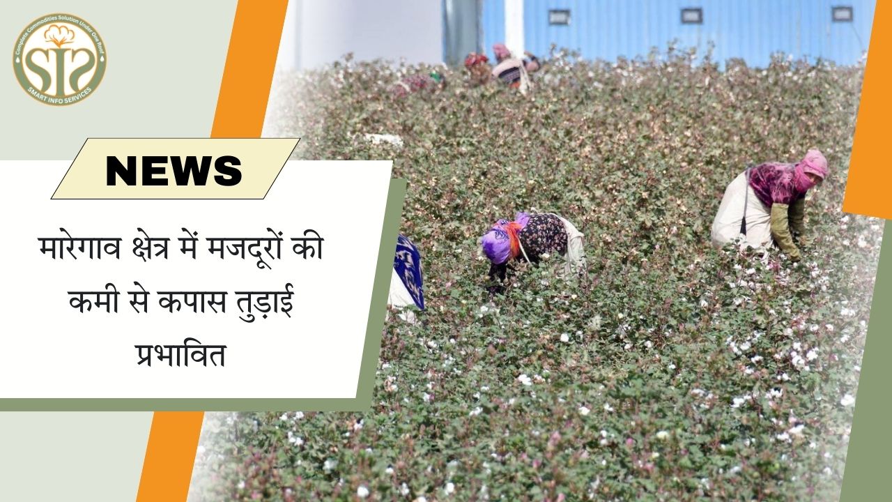 मारेगाव में मजदूरों की कमी, कपास तुड़ाई प्रभावित