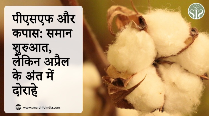 PSF and Cotton: Similar start, but fork in late April