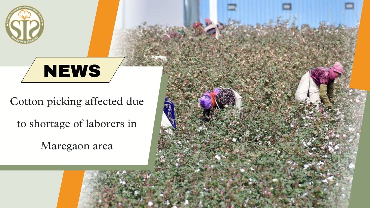 Shortage of laborers in Maregaon, cotton picking affected