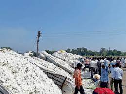 Andhra Pradesh: Cotton price crosses Rs 11,000 per quintal